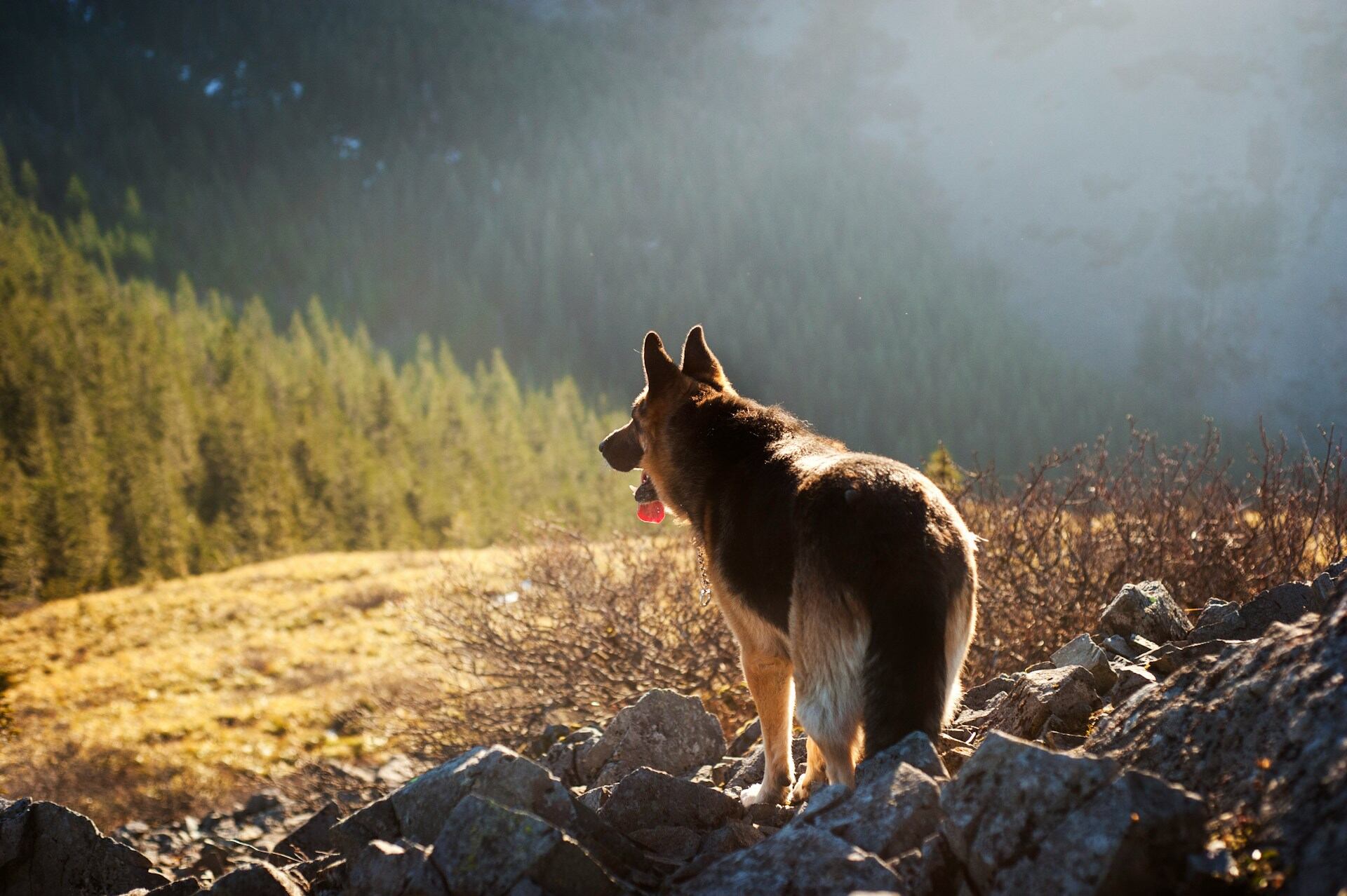 En hund som blickar ut från en klippa i en skog