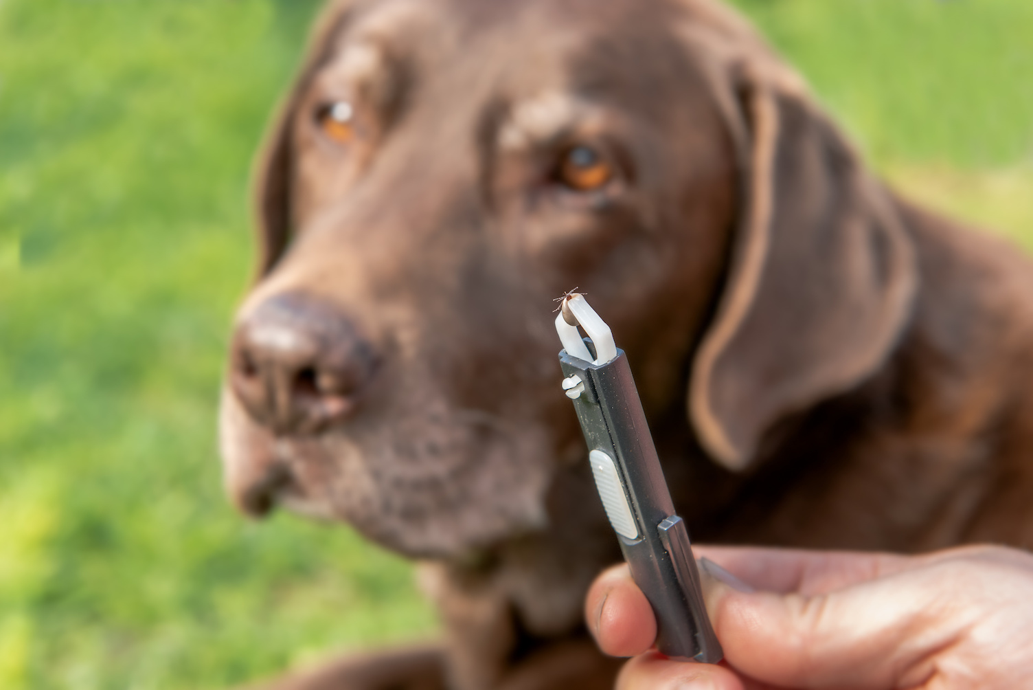 A man using tick tweezers to remove a tick from his dog's fur