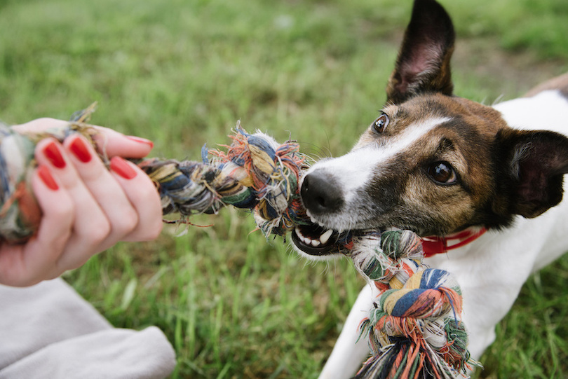 Hund zieht an Tau, das von einer Frau festgehalten wird