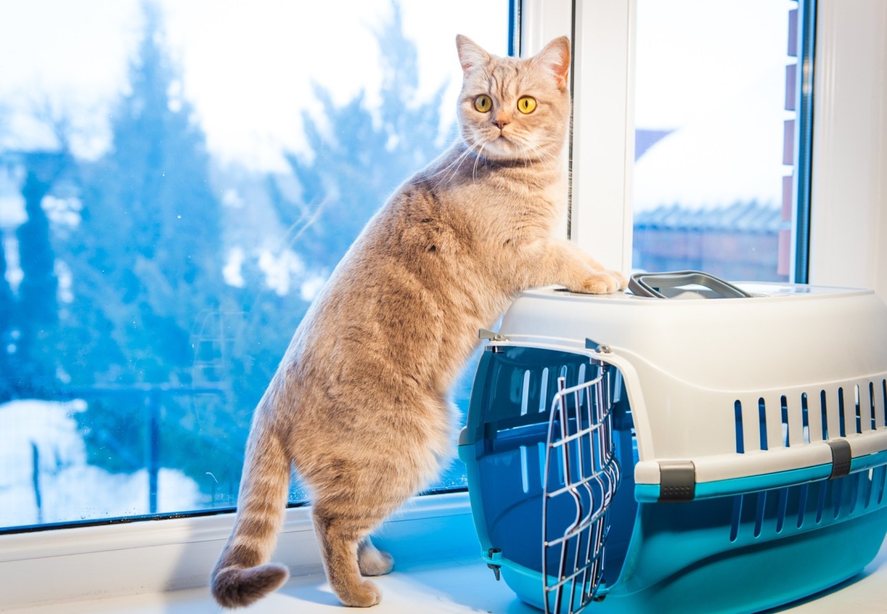 A cat sitting by a crate next to a window