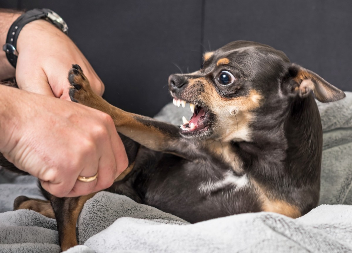 A small aggressive dog sitting in bed