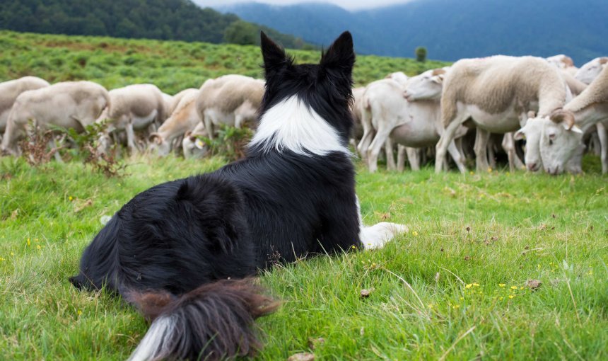 A Border Collie watching over a flock of sheep