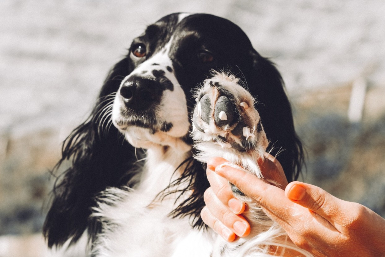 A woman moisturizing a dog's paws