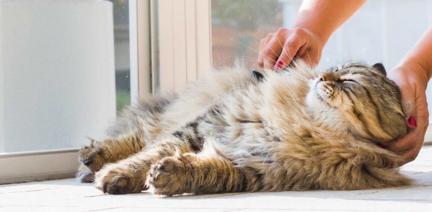 A woman brushing a cat indoors