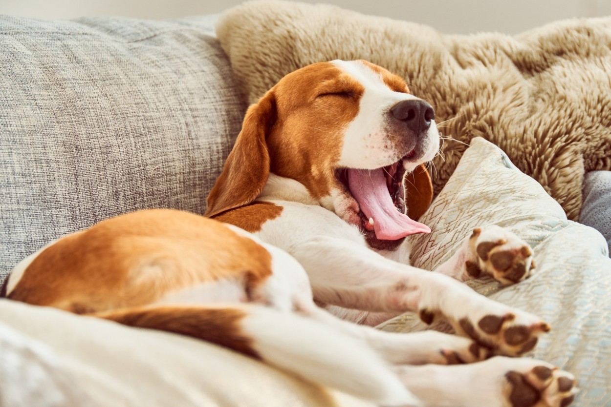 A sleepy dog lazing on a couch