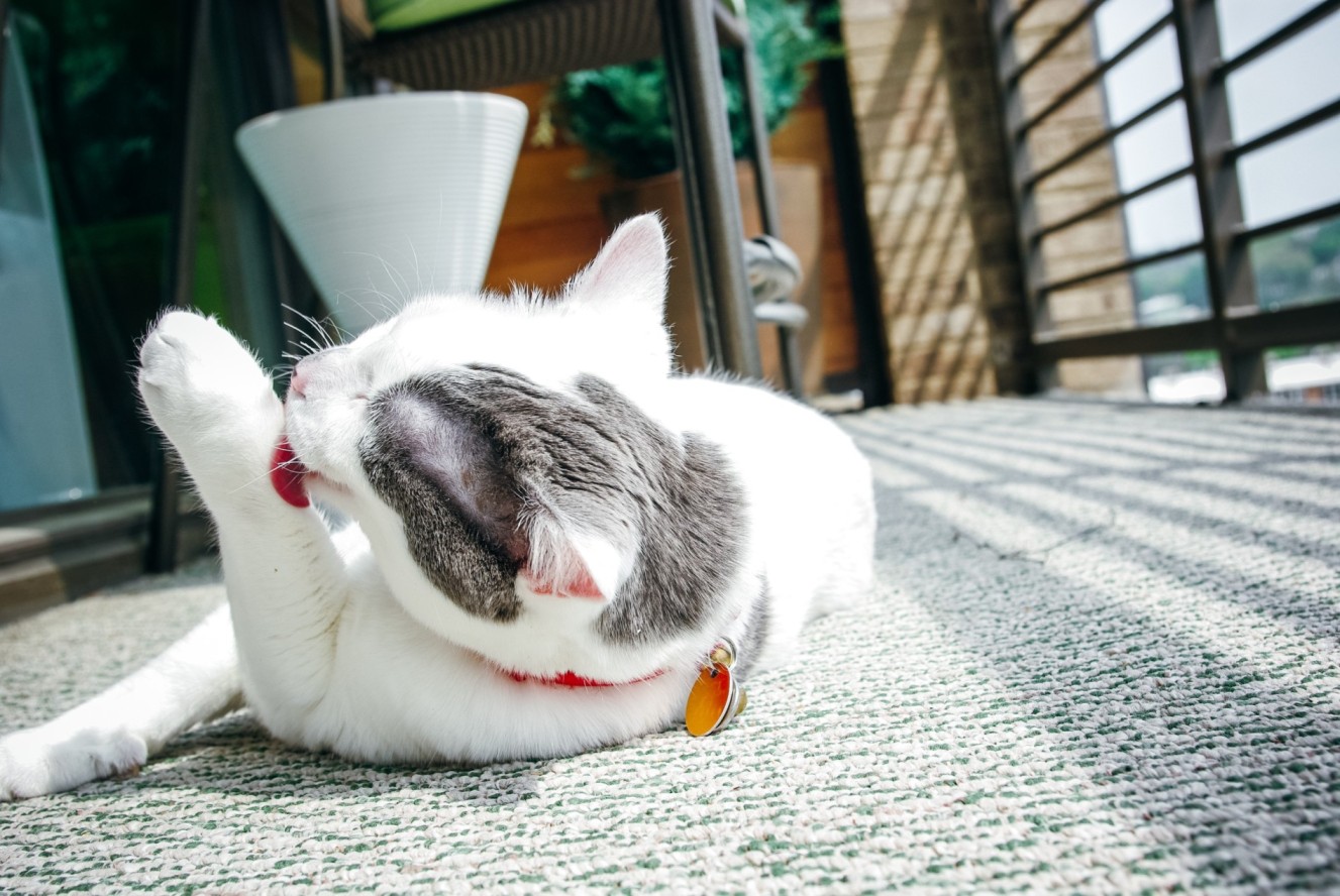 A cat lying on a balcony rug