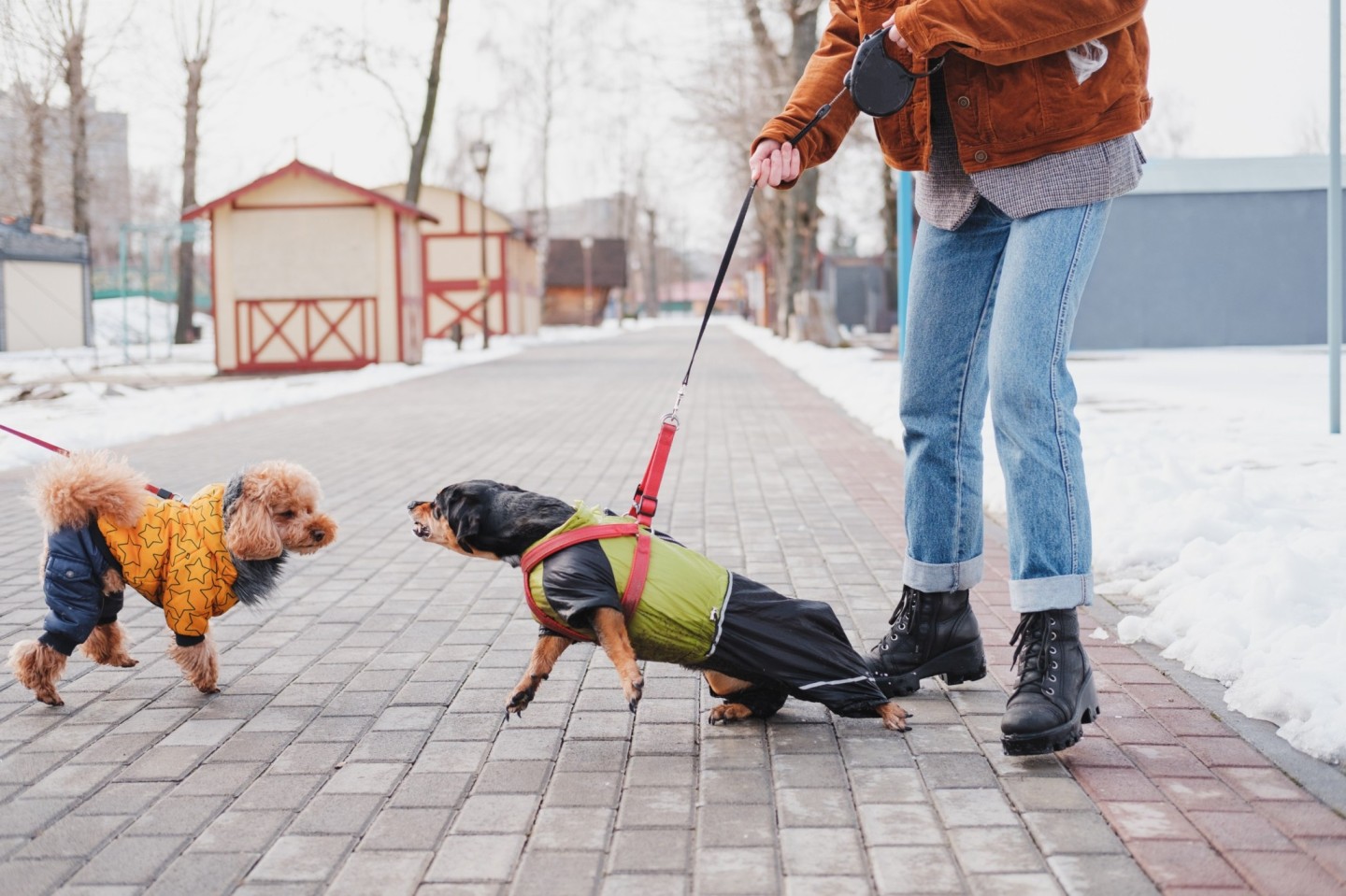 A pair of dogs barking at each other at a park