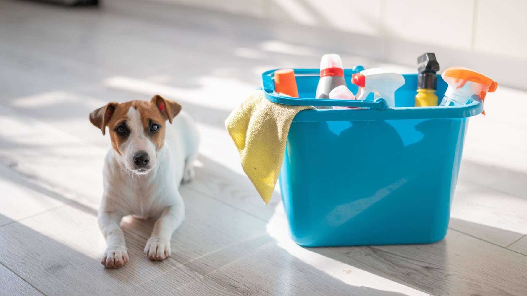 A dog sitting by a bucket full of cleaning items