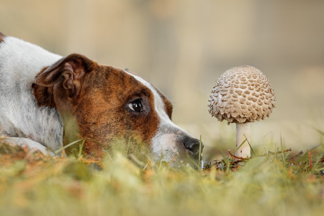 A dog lying in the grass next to a mushroom