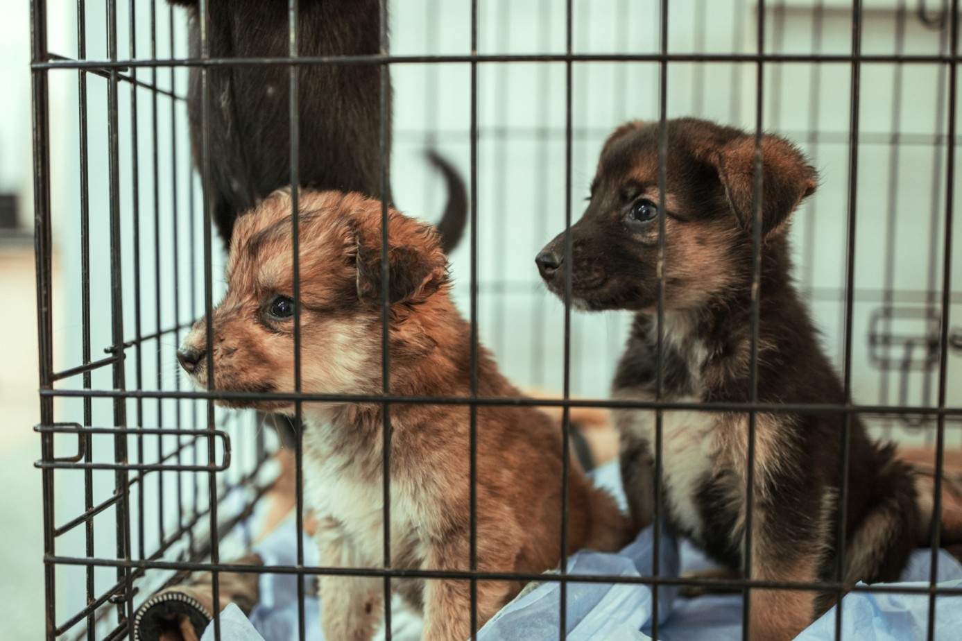 A pair of puppies in a cage at a shelter