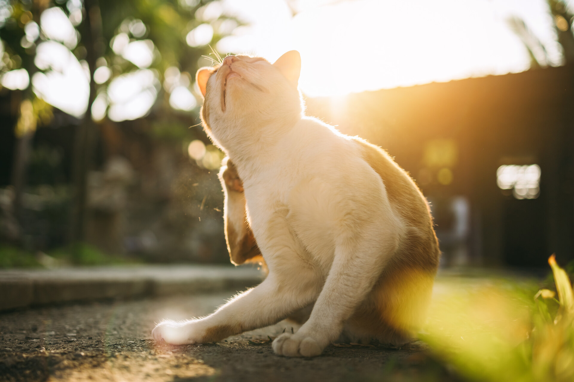 A cat scratching their neck with their hind paws