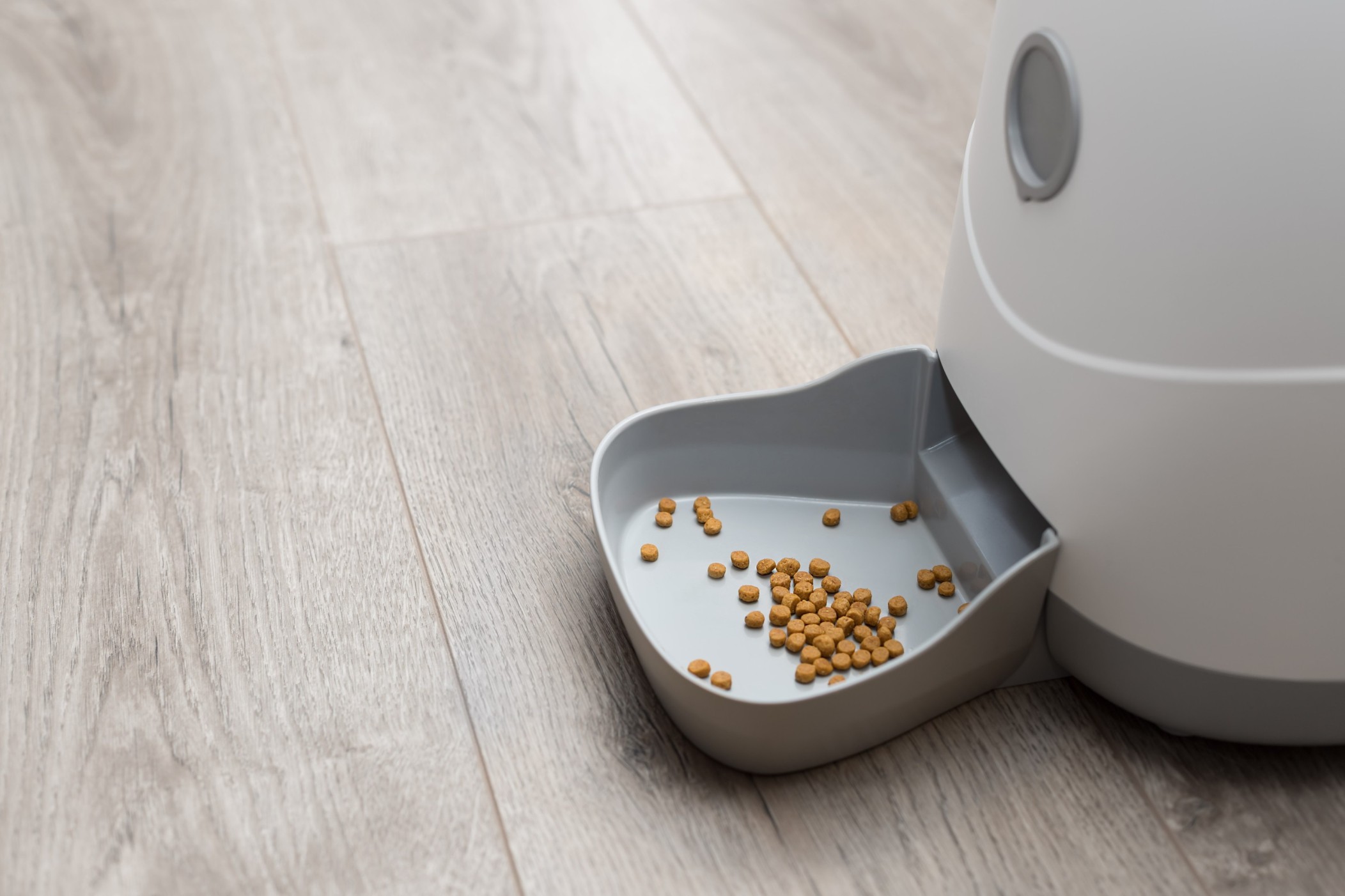 An automatic pet food dispenser indoors