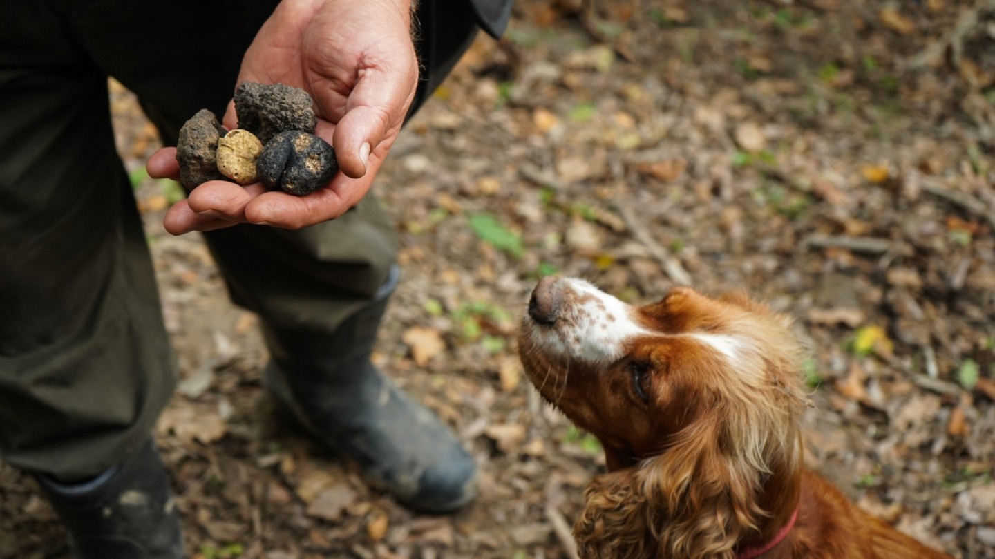 A dog sniffing at mushrooms a man holds in his hand