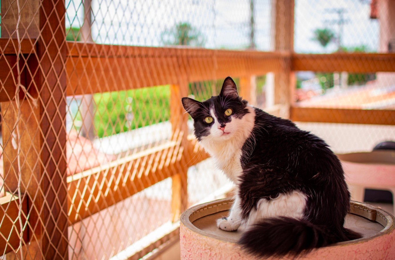 A cat sitting by a mesh enclosure