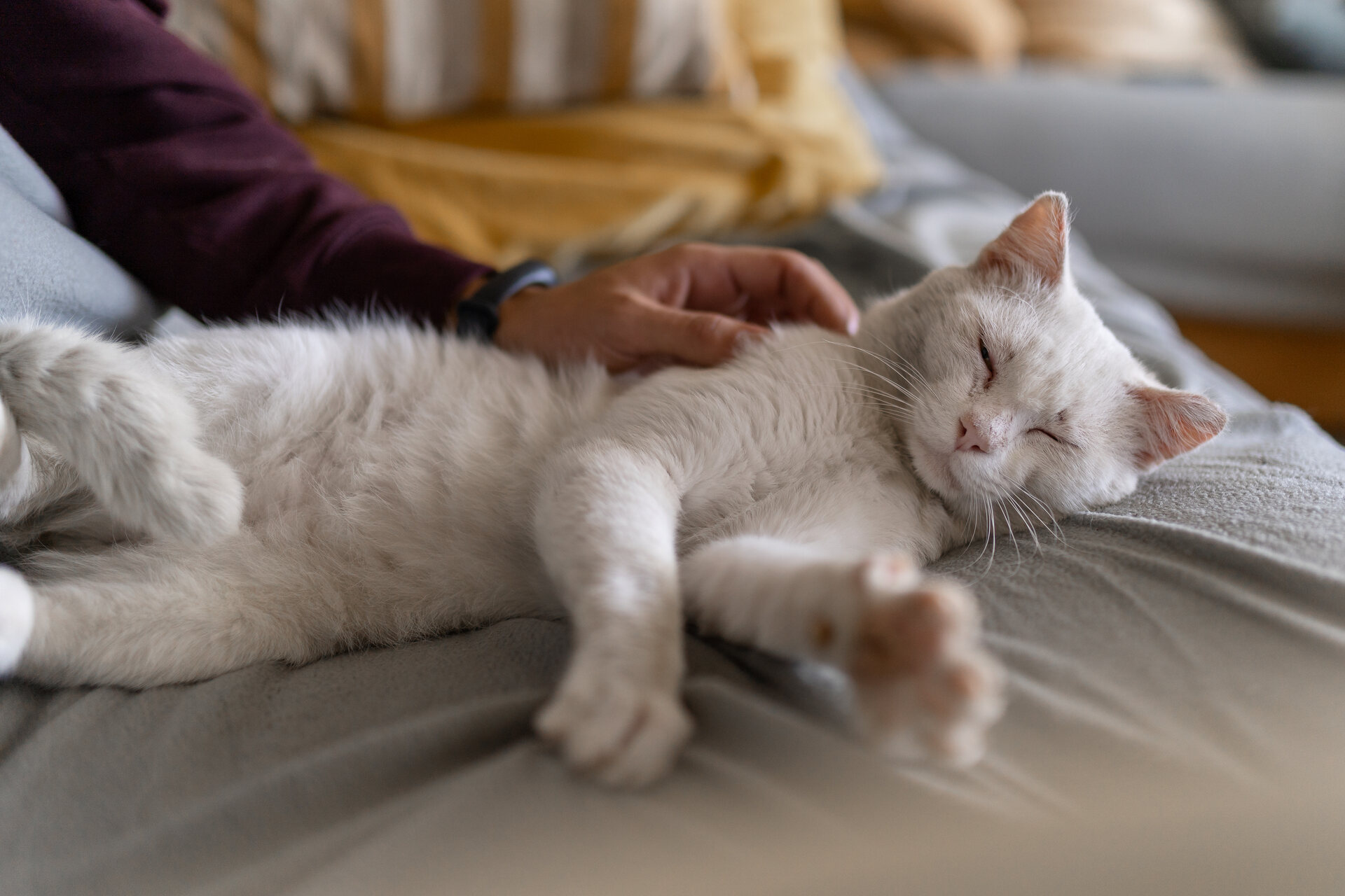 A sick white cat lying on a pillow