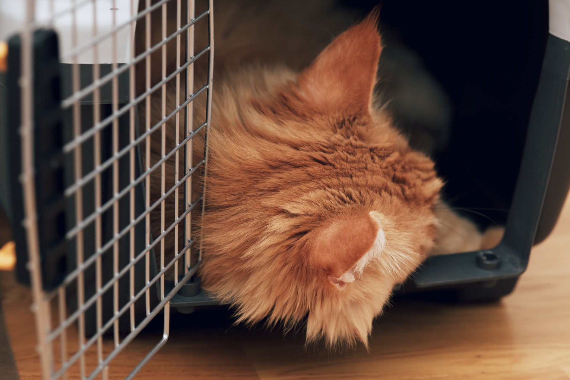 A cat sleeping in a carrier