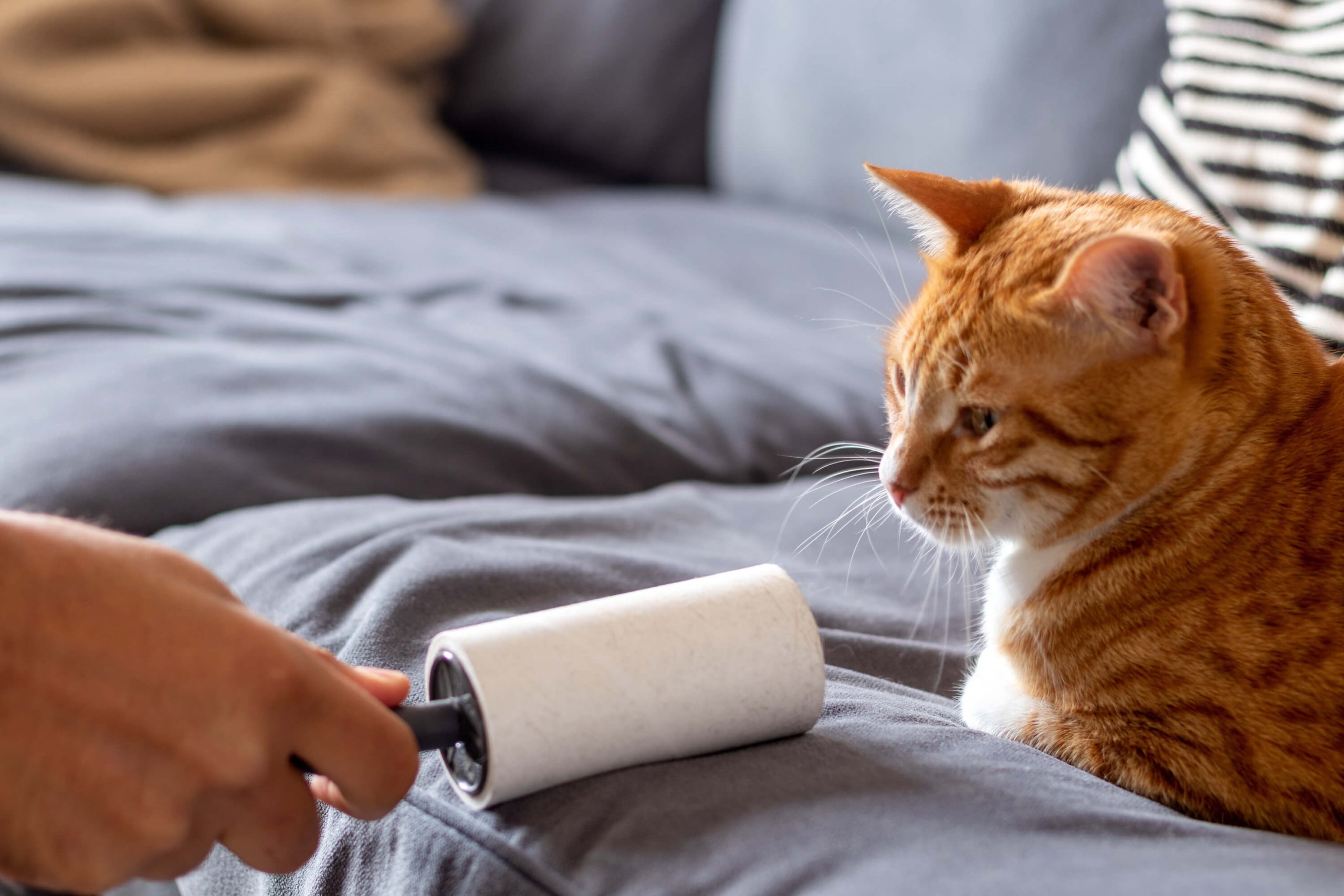 Person verwendet Fusselroller auf der Couch, auf der eine rote Katze liegt