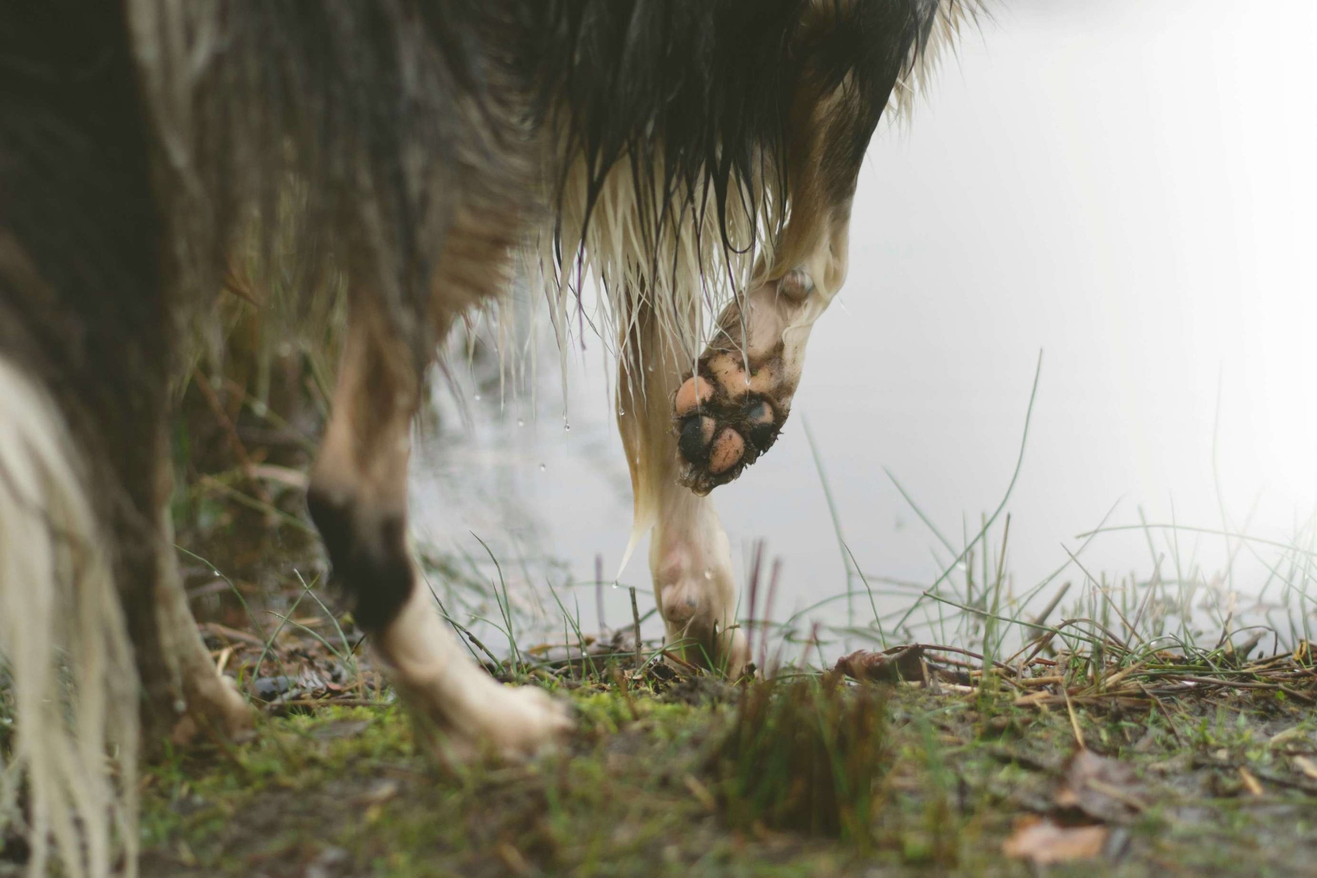 Hund geht in einen See