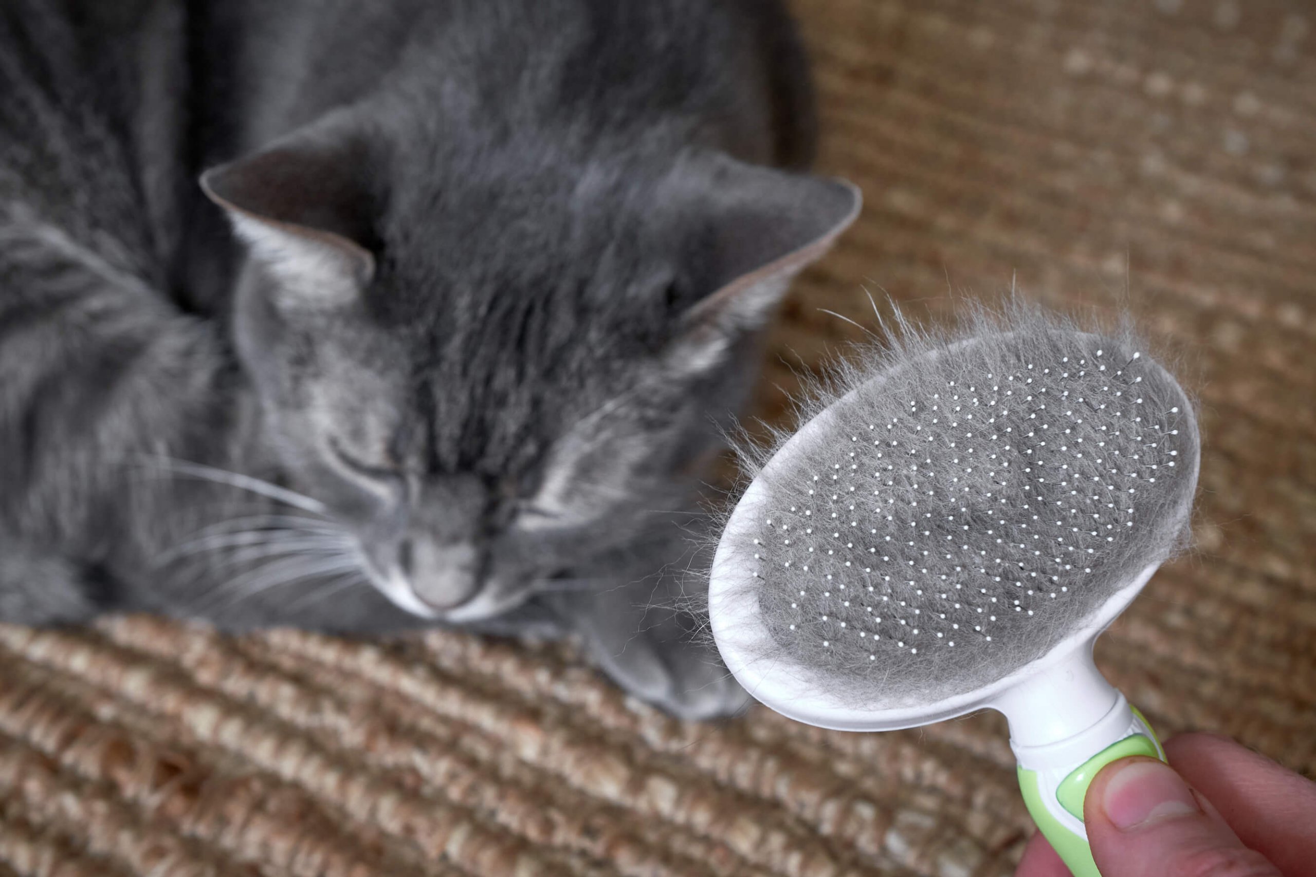 Katzenbürste voller Haare, Katze schläft im Hintergrund