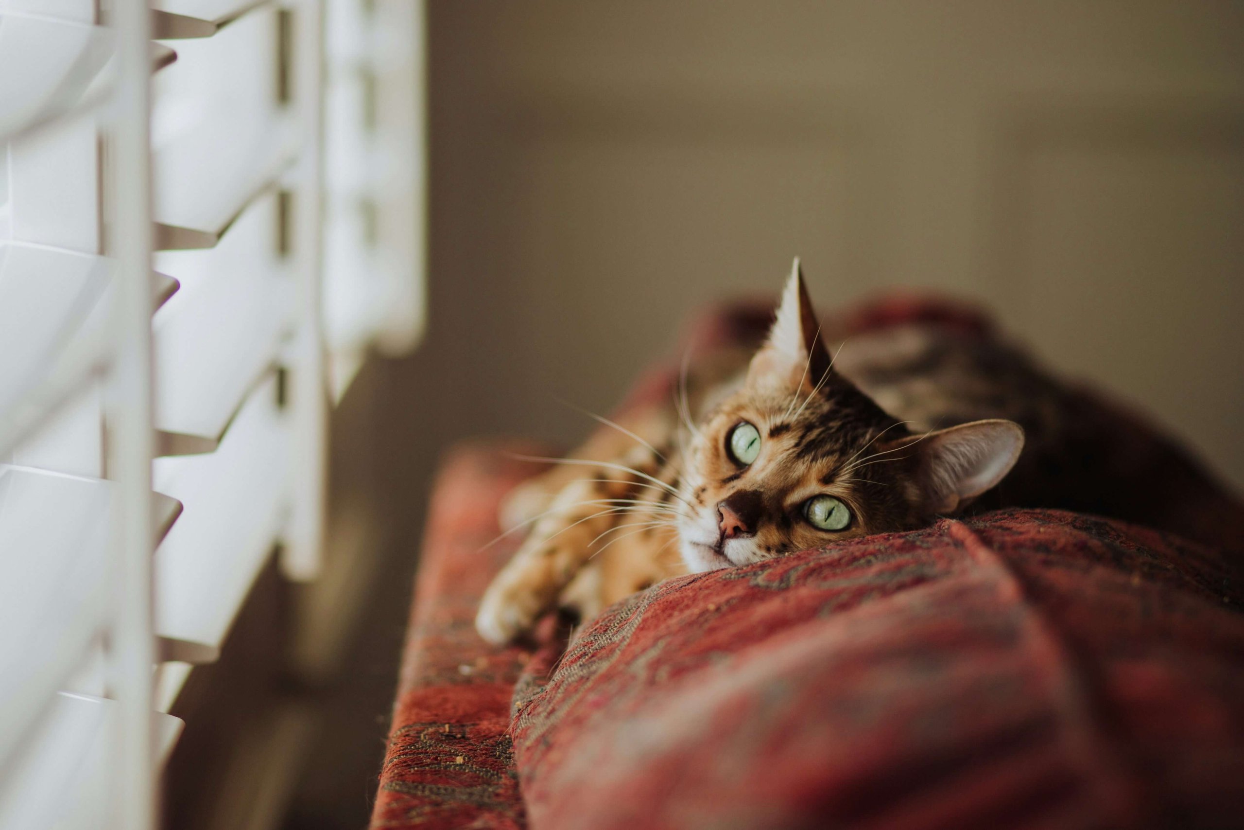 Katze liegt auf der Lehne einer Couch