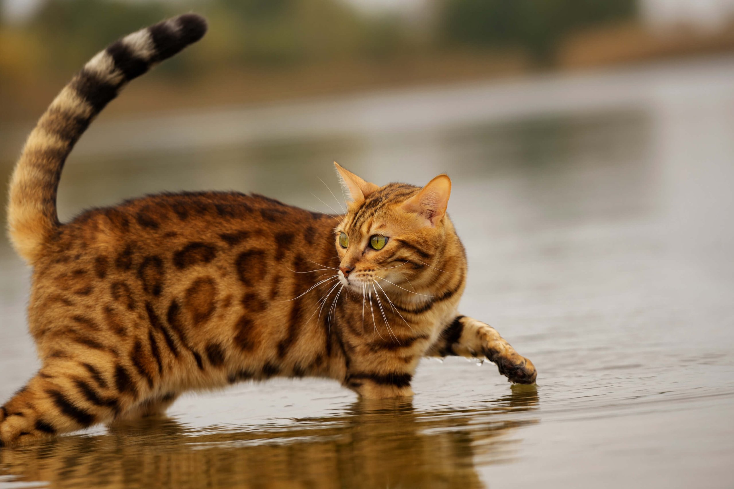 Bengalkatze im Wasser