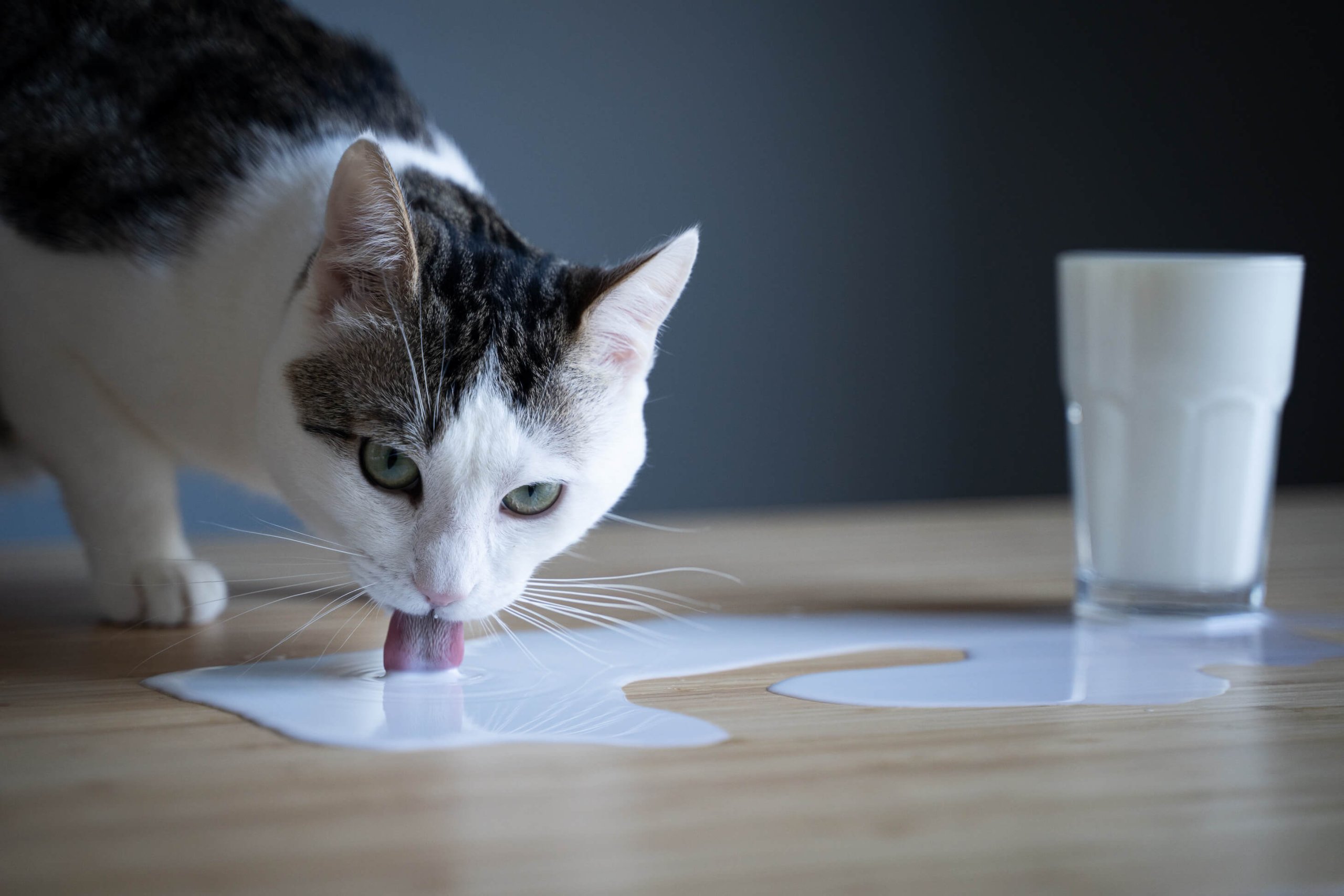 Grau-weiße Katze steht auf einem Tisch und leckt an verschütteter Milch