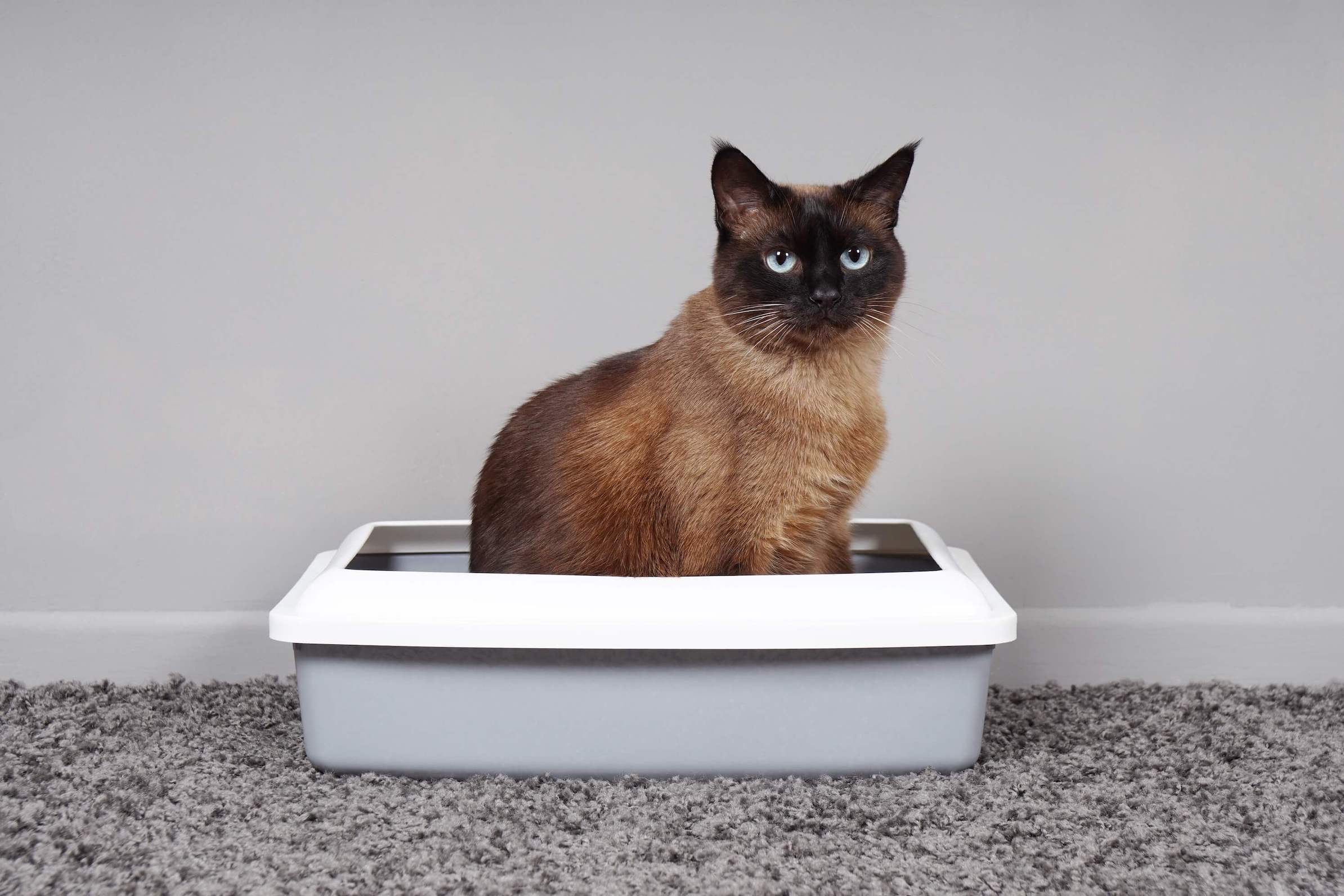 Siamkatze sitzt in Katzentoilette