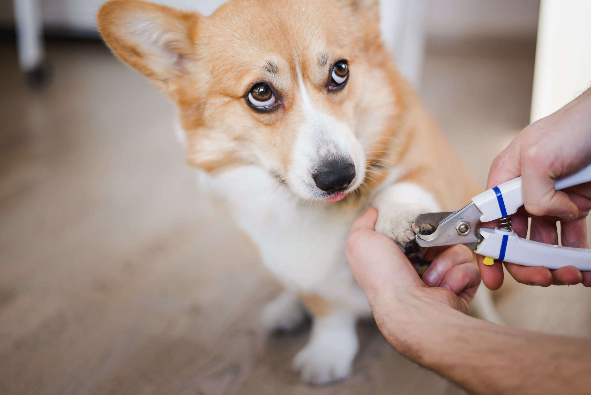 Mann schneidet Corgi die Krallen