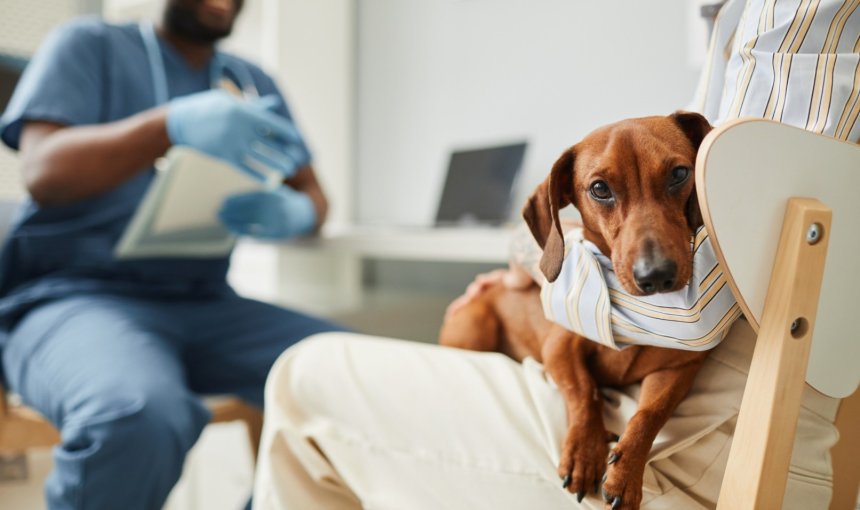 A woman taking a sick dog to a vet visit