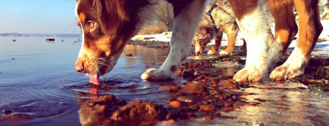 Weiß-brauner Hund steht am Ufer eines Sees und trinkt daraus