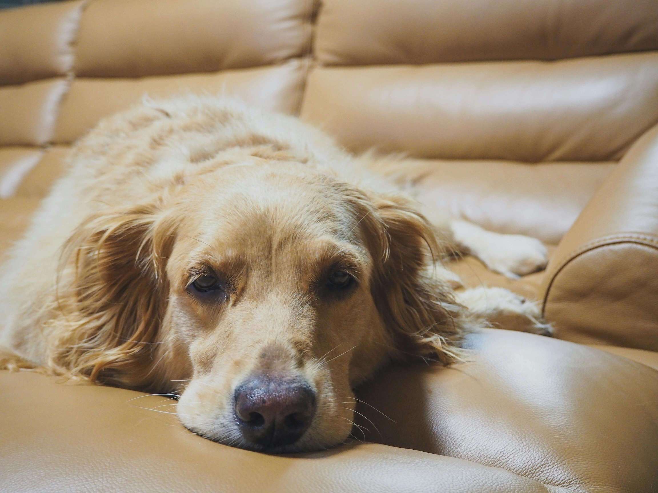 Golden Retriever liegt krank auf der Couch