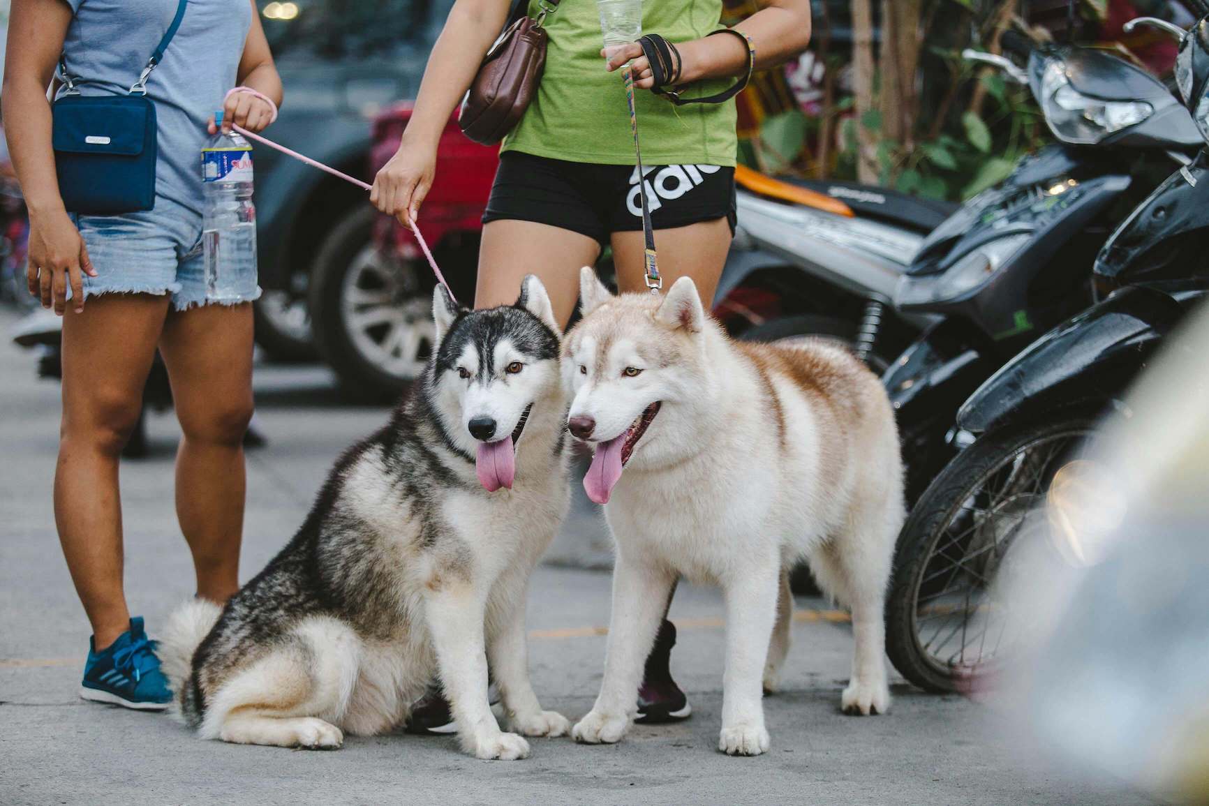 Zwei Frauen mit ihren Huskies nebeneinander