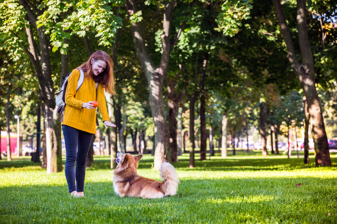 Frau trainiert Hund in einer Wiese