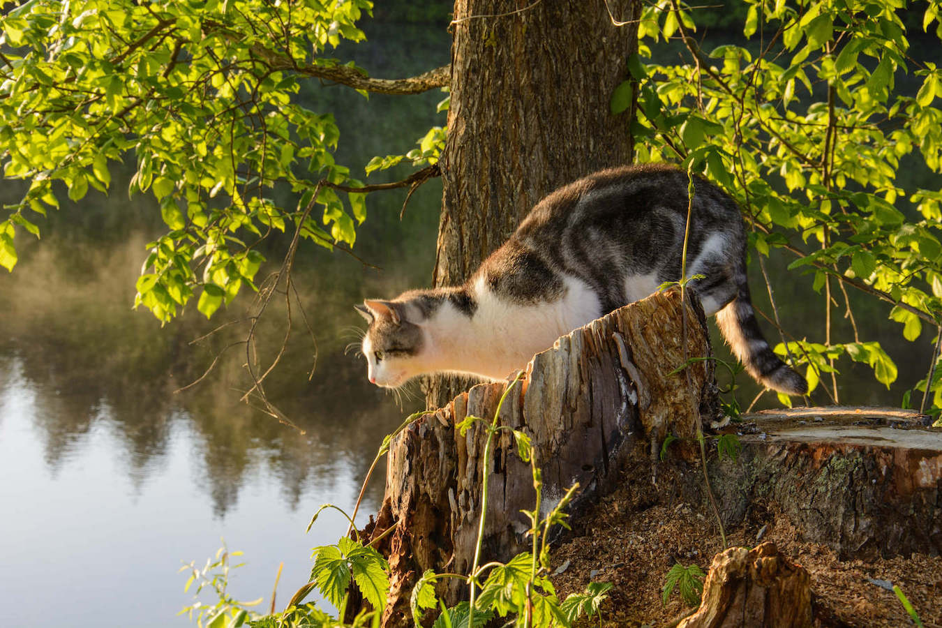 Braun-weiße Katze am Ufer eines Sees