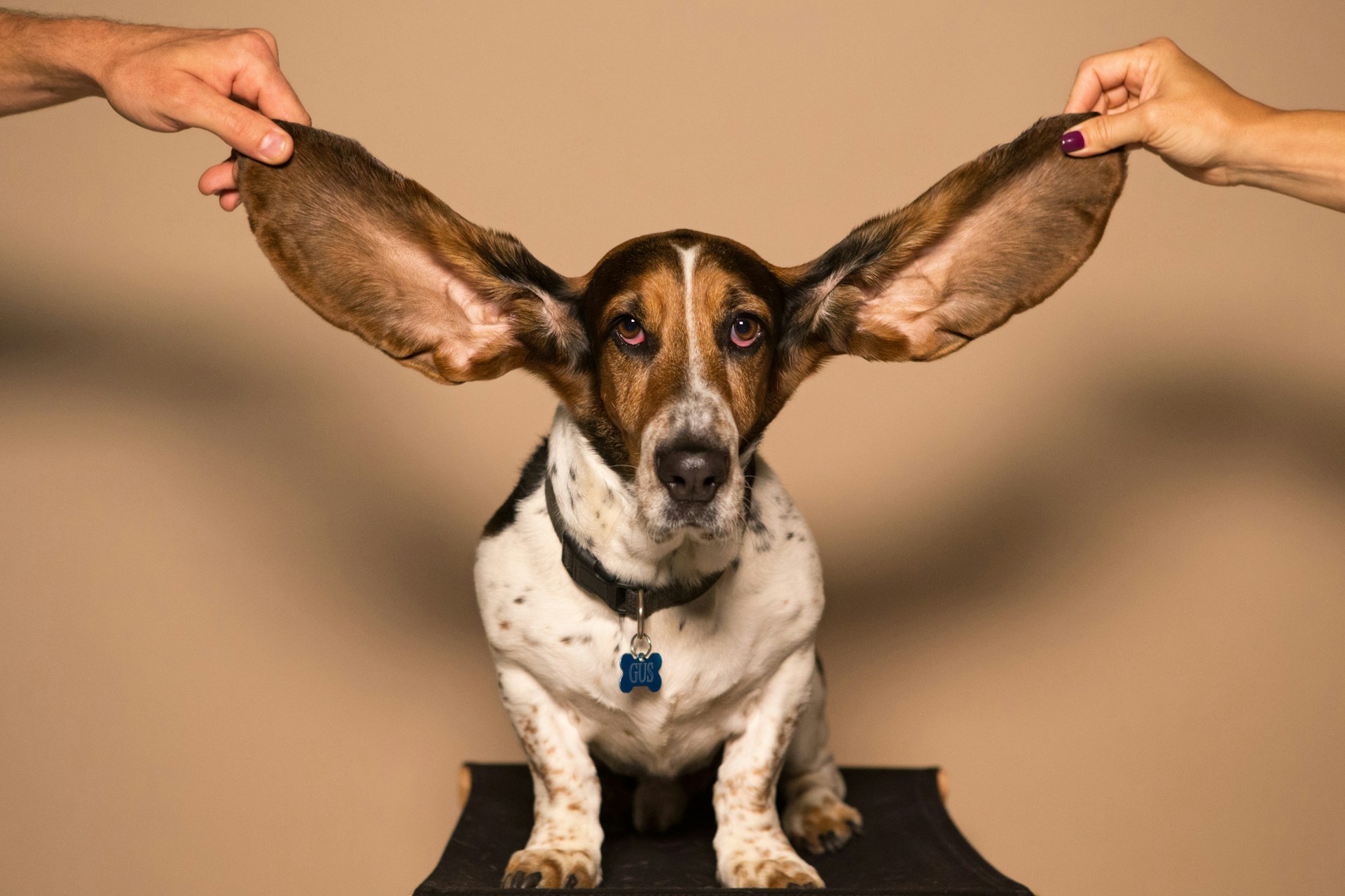 A couple holding up a dog's ears