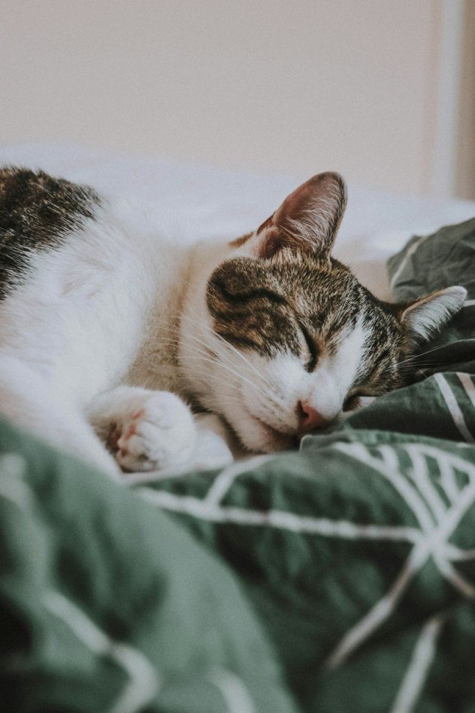 A cat sleeping on a blanket