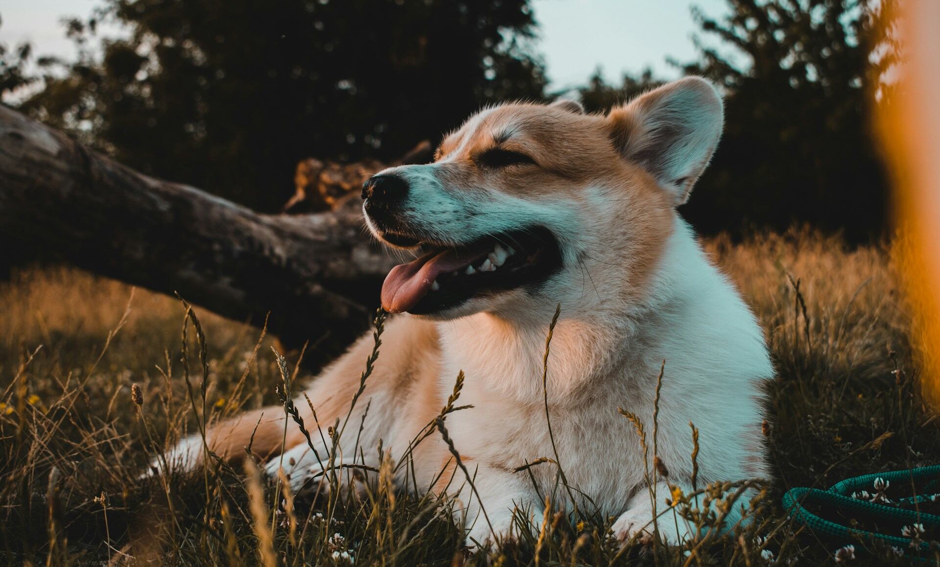 A Pembroke Welsh Corgi sitting in the woods