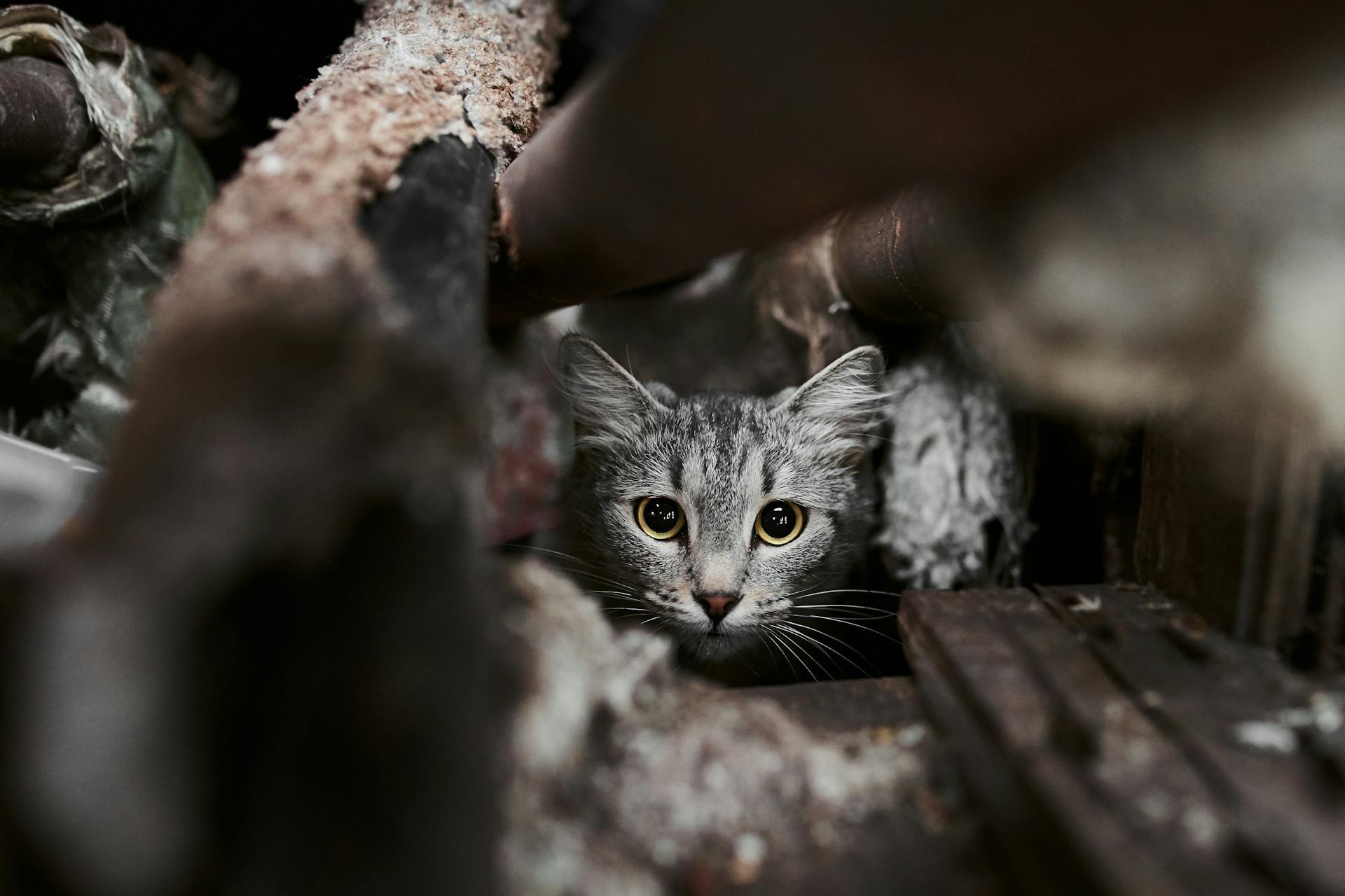 Katt gömmer sig på kattvind