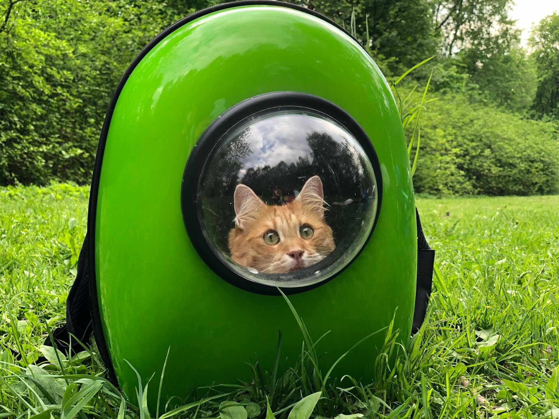 A cat inside a carrier outdoors