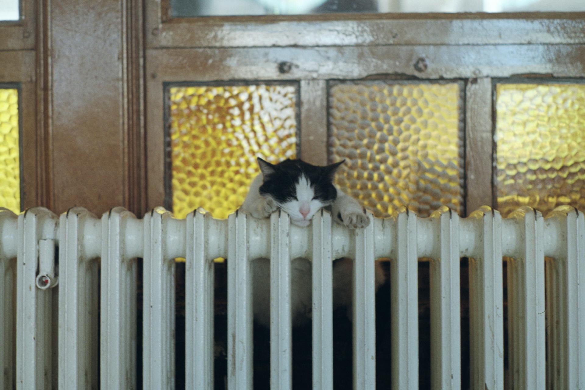 A bored cat sitting on a white fence