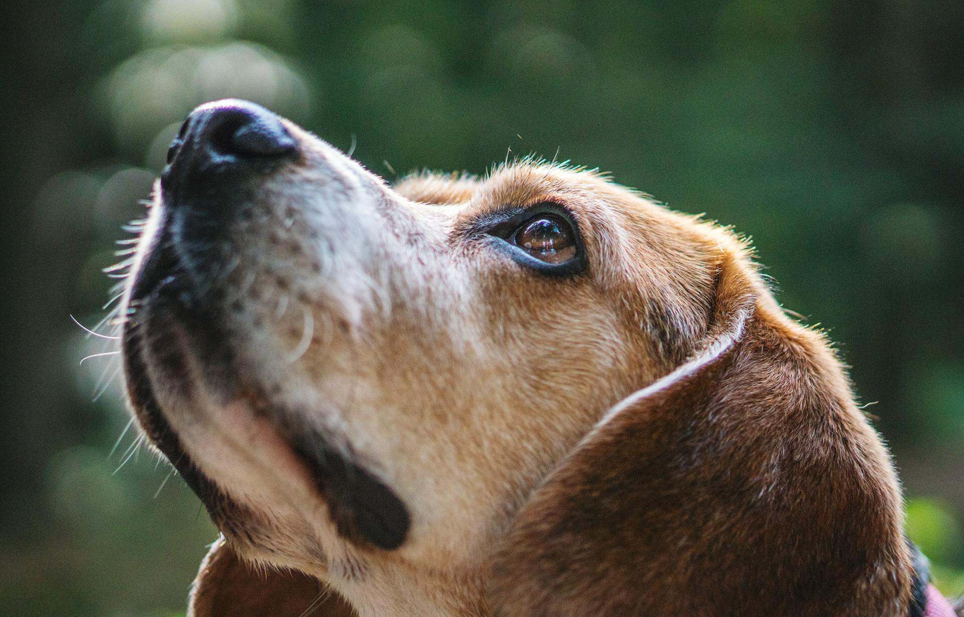 Closeup of a dog's face looking upward