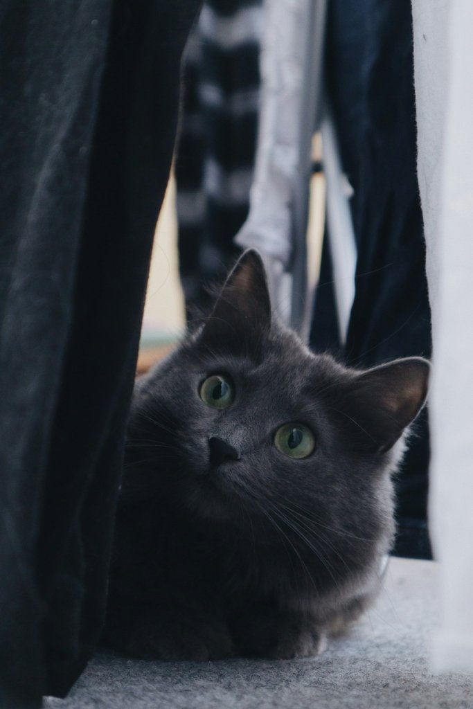 En grå katt gömmer sig under ett bord