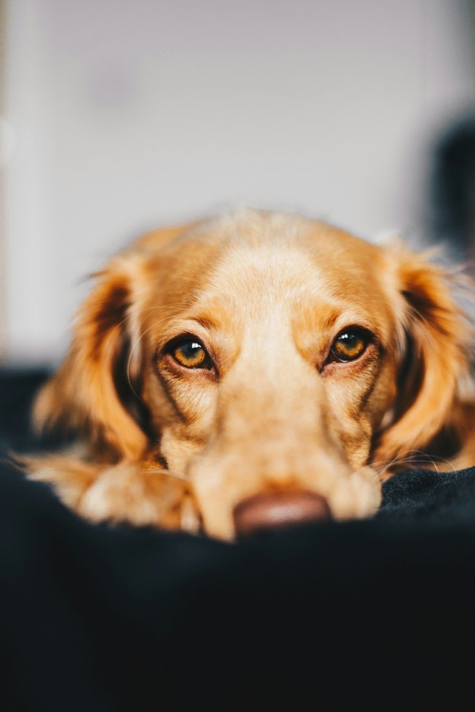 A brown dog lying on a couch