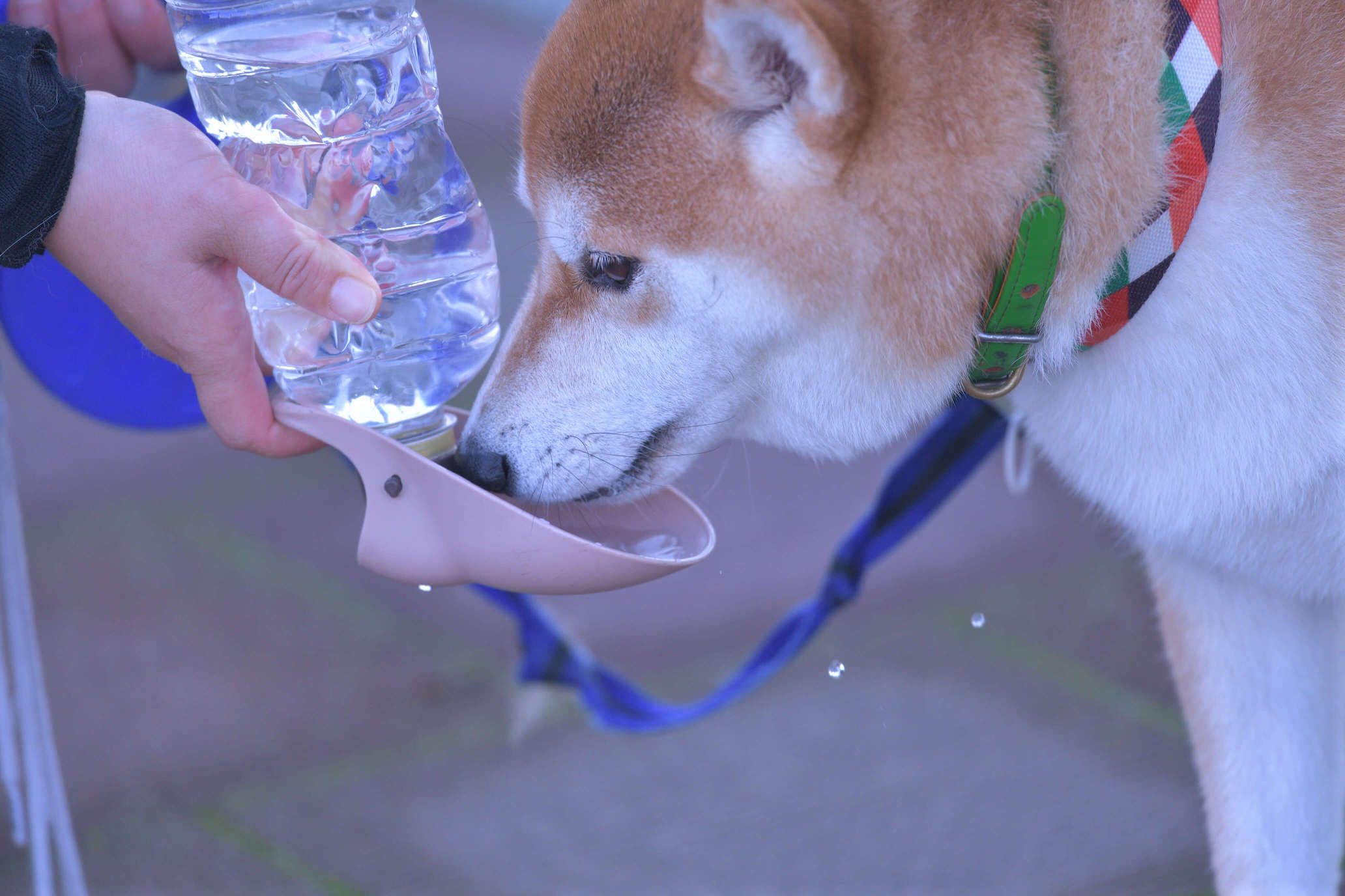 Husky trinkt unterwegs aus einer Flasche