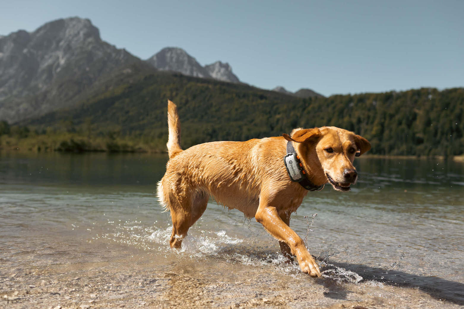 Labrador trägt XL Tracker und läuft einem Seeufer entlang