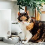 A cat sitting next to a food dispenser