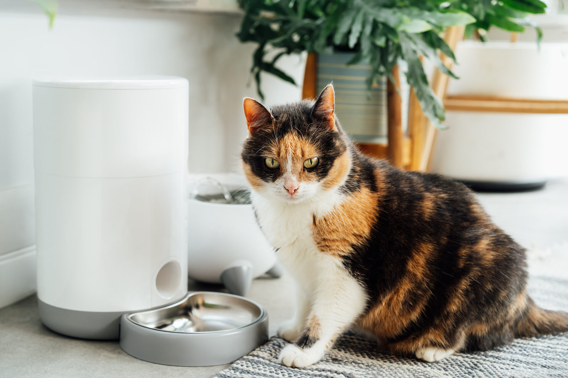 A cat sitting by a food dispenser