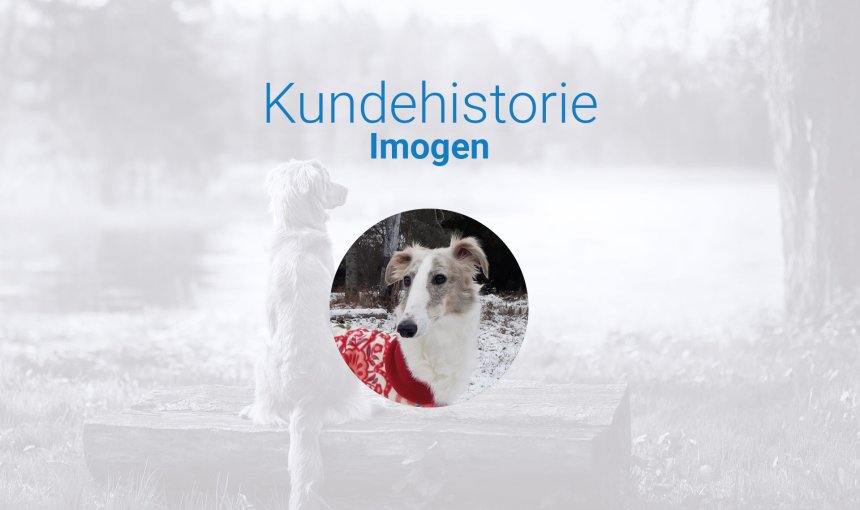 kundehistorie til blogindlæg om hunden imogen, som blev reddet op af en frosset sø