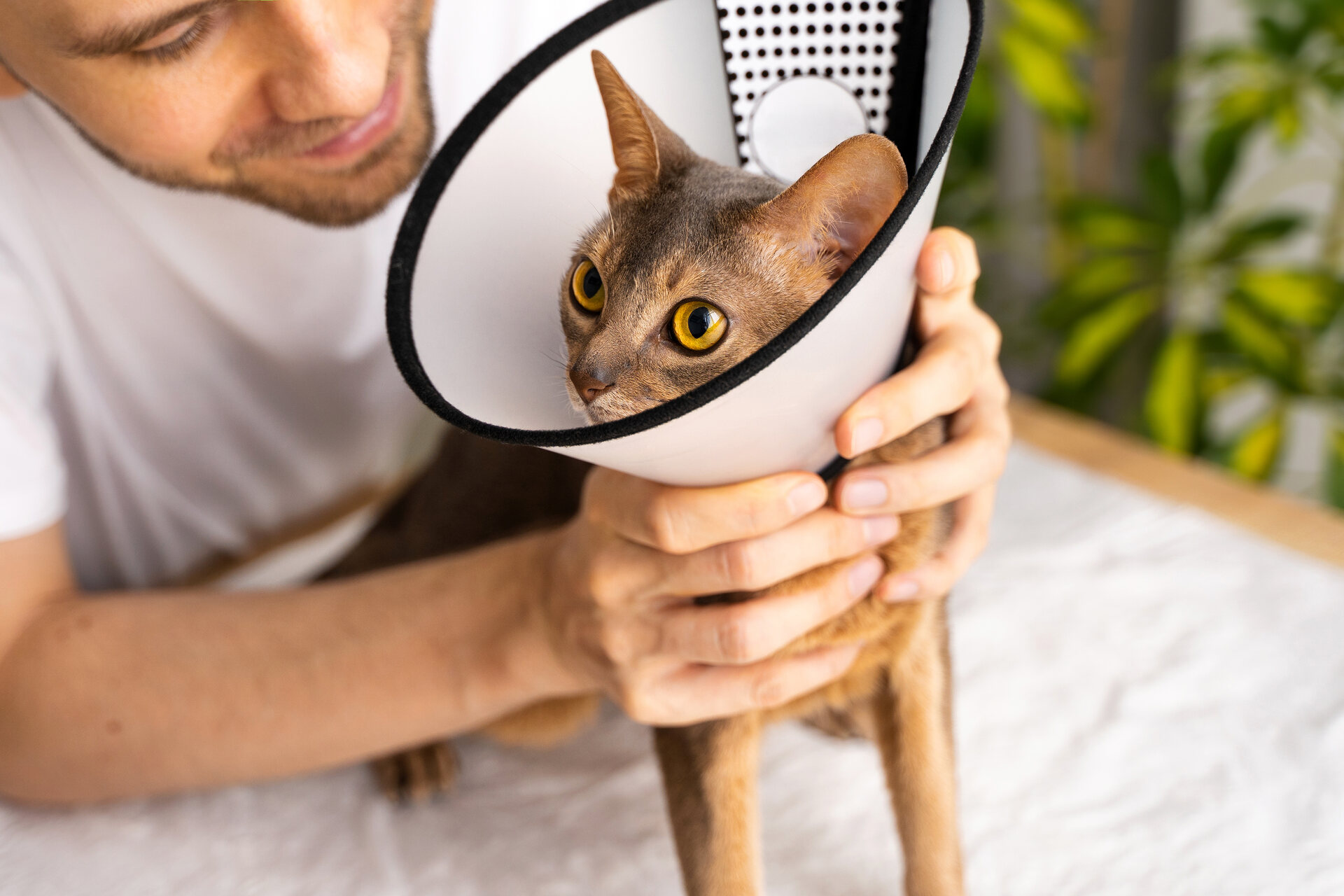 A man looks after a cat in a neck collar