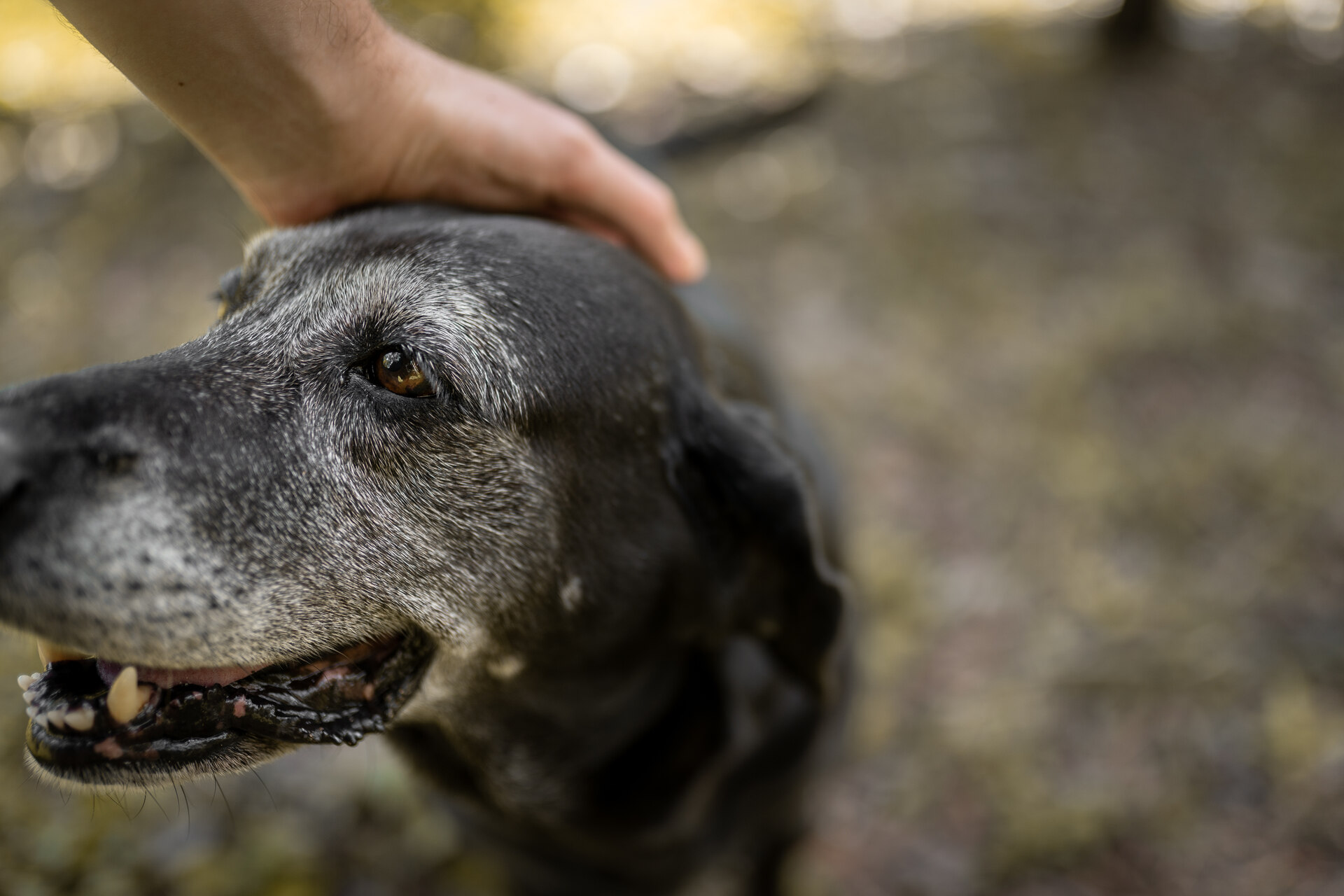 A senior dog in a garden